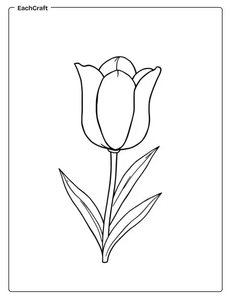 Single tulip flower