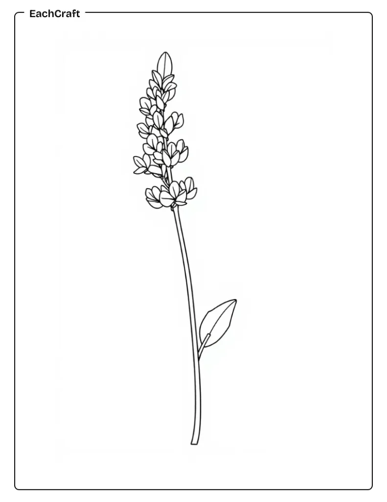 Small sprig of lavender